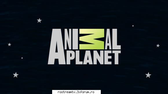 animal planet watch animal planet live