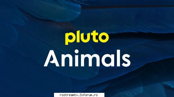 Pluto TV - Animals - Watch Pluto TV - Animals LIVE ONLINE Download - TV Documentary